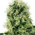 Sell: Pure Power Plant Feminized Seeds by White Label  Sensi Seeds