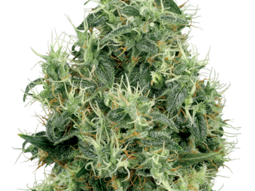 Sell: White Gold Feminized Seeds by White Label  Sensi Seeds