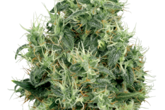 Sell: White Gold Feminized Seeds by White Label  Sensi Seeds