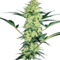 Sell: White Diesel Feminized Seeds by White Label