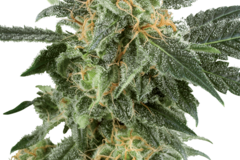 Vente: Snow Ryder Automatic Seeds by White Label  Sensi Seeds