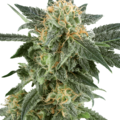 Sell: Snow Ryder Automatic Seeds by White Label  Sensi Seeds