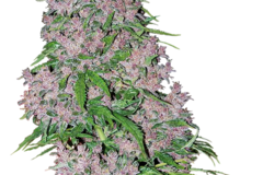Sell: Purple Bud Feminized Seeds by White Label  Sensi Seeds