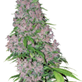 Vente: Purple Bud Feminized Seeds by White Label  Sensi Seeds