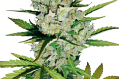 Venta: Skunk #1 Automatic Seeds by White Label  Sensi Seeds