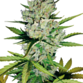 Vente: Skunk #1 Automatic Seeds by White Label  Sensi Seeds