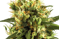 Vente: White Haze Automatic Seeds by White Label  Sensi Seeds