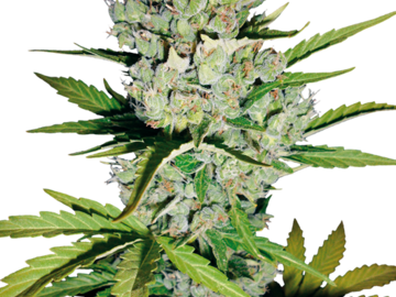 Sell: Super Skunk Automatic Seeds by White Label  Sensi Seeds