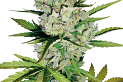 Vente: Super Skunk Automatic Seeds by White Label  Sensi Seeds
