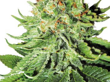 Venta: Northern Lights Automatic Seeds by White Label  Sensi Seeds