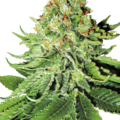 Vente: Northern Lights Automatic Seeds by White Label  Sensi Seeds