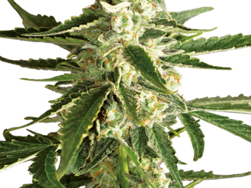 Sell: White Diesel Haze Automatic Seeds by White Label  Sensi Seeds