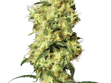 Sell: White Widow Automatic Seeds by White Label  Sensi Seeds