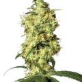 Venta: White Widow Automatic Seeds by White Label  Sensi Seeds