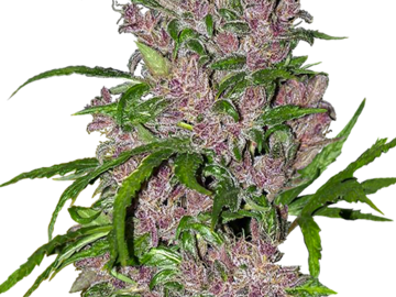 Sell: Purple Bud Automatic Seeds by White Label  Sensi Seeds