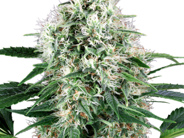 Venta: Pure Power Plant Automatic Seeds by White Label  Sensi Seeds