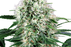 Venta: Pure Power Plant Automatic Seeds by White Label  Sensi Seeds