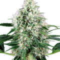 Vente: Pure Power Plant Automatic Seeds by White Label  Sensi Seeds