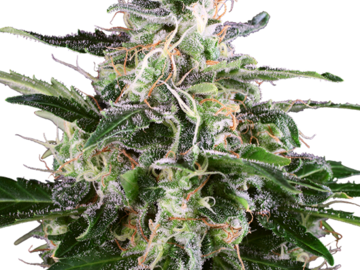 Vente: White Skunk Automatic Seeds by White Label  Sensi Seeds