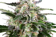 Venta: White Skunk Automatic Seeds by White Label  Sensi Seeds
