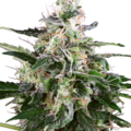 Sell: White Skunk Automatic Seeds by White Label  Sensi Seeds