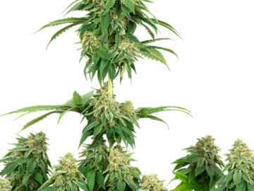 Sell: Girl Scout Cookies Feminized White Label  Sensi Seeds