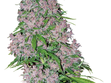 Venta: Purple Bud Feminized Seeds by White Label  Sensi Seeds