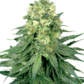 Sell: White Widow Feminized Seeds by White Label  Sensi Seeds