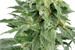 Sell: Double Gum Regular Seeds by White Label  Sensi Seeds