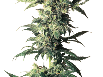 Providing ($): Northern Lights Feminized Seeds by White Label  Sensi Seeds