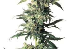 Sell: Northern Lights Feminized Seeds by White Label  Sensi Seeds