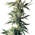 Sell: Northern Lights Feminized Seeds by White Label  Sensi Seeds