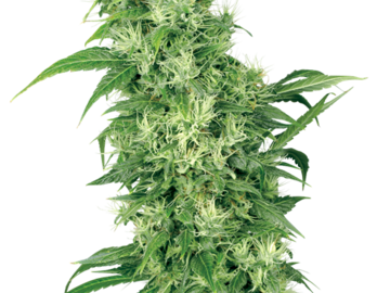 Proposer ($): Female Mix Seeds by White Label  Sensi Seeds 