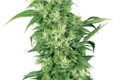 Vente: Female Mix Seeds by White Label  Sensi Seeds