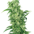 Vente: Female Mix Seeds by White Label  Sensi Seeds