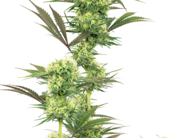 Venta: Guava Jelly Feminized Seeds by White Label  Sensi Seeds