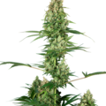 Sell: Silver Fire Feminized Seeds - Sensi Seeds