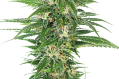 Vente: Early Skunk Automatic Seeds - Sensi Seeds
