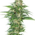 Sell: Early Skunk Automatic Seeds - Sensi Seeds