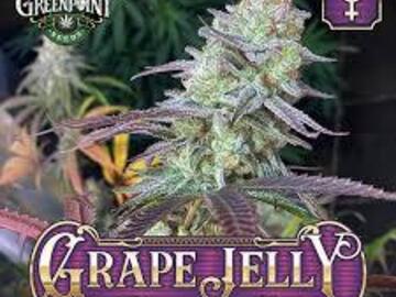 Providing ($): Grape Jelly [Feminized]