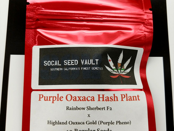 Providing ($): Purple Oaxaca Hash Plant - Rainbow Sherbert F2 x Purple HOG