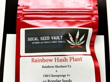 Selling: Rainbow Hash Plant - Rainbow Sherbert x Old Champange #1