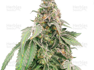 Proposer ($): Mimosa Shot Feminized Seeds