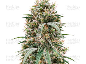 Selling: Blueberry Hill Feminized Seeds