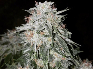 Selling: Tampa Crippie S3 (6 feminized seeds per pack)