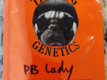 Proporcionando ($): PB Lady ~ Thug Pug PBB x Gage Green Sophisticated Lady