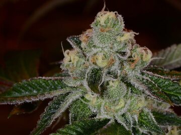 Proposer ($): Girl Scout Cookie - GSC