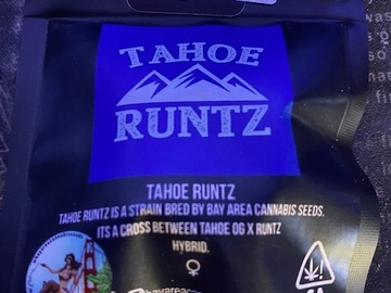 Sell: BCS Bay Area Can Seeds - Tahoe Runtz