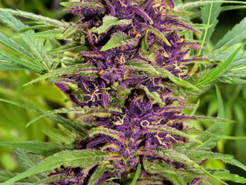 Venta: AK48 Autoflowering Cannabis Seeds | WeedSeedShop UK