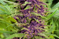 Vente: AK48 Autoflowering Cannabis Seeds | WeedSeedShop UK